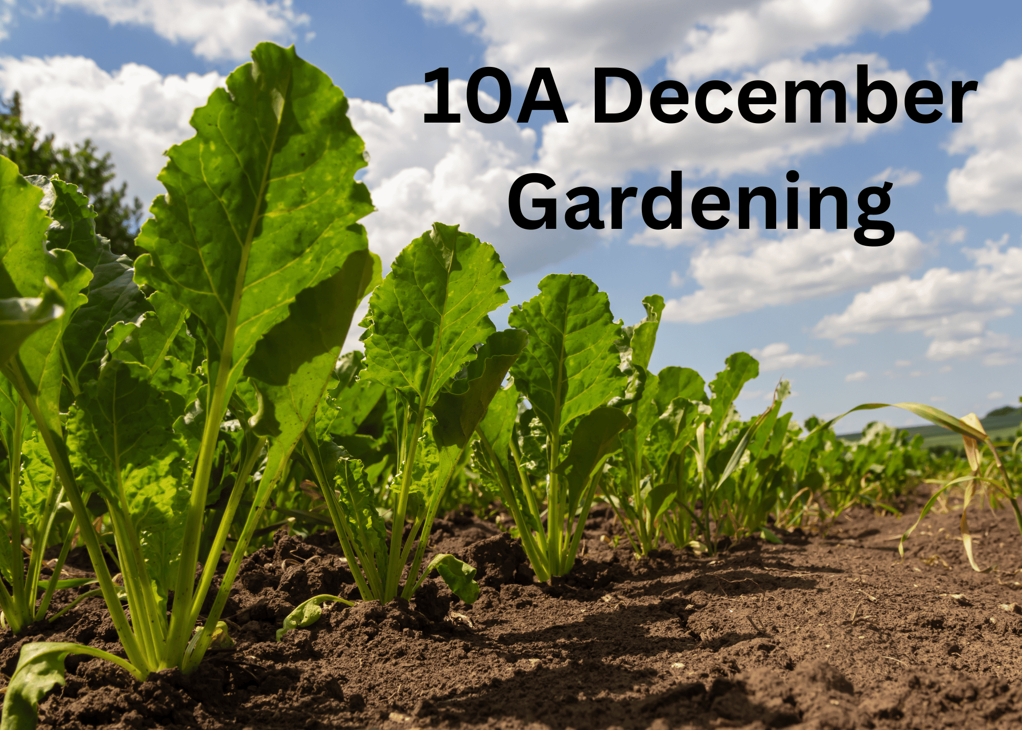 10A December gardening is a delight in Florida. Pictured are collards growing in the soil.