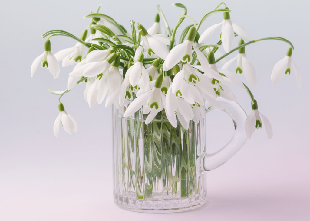 a bouquet of beautiful white snowdrops in a clear glass mug