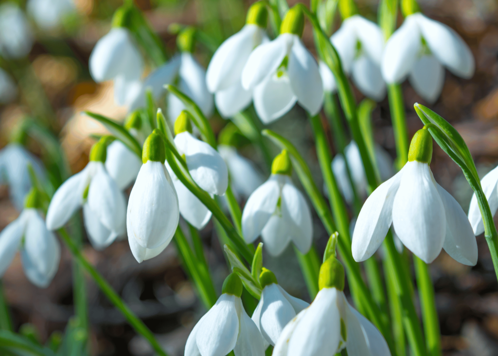 snowdrops in bloom