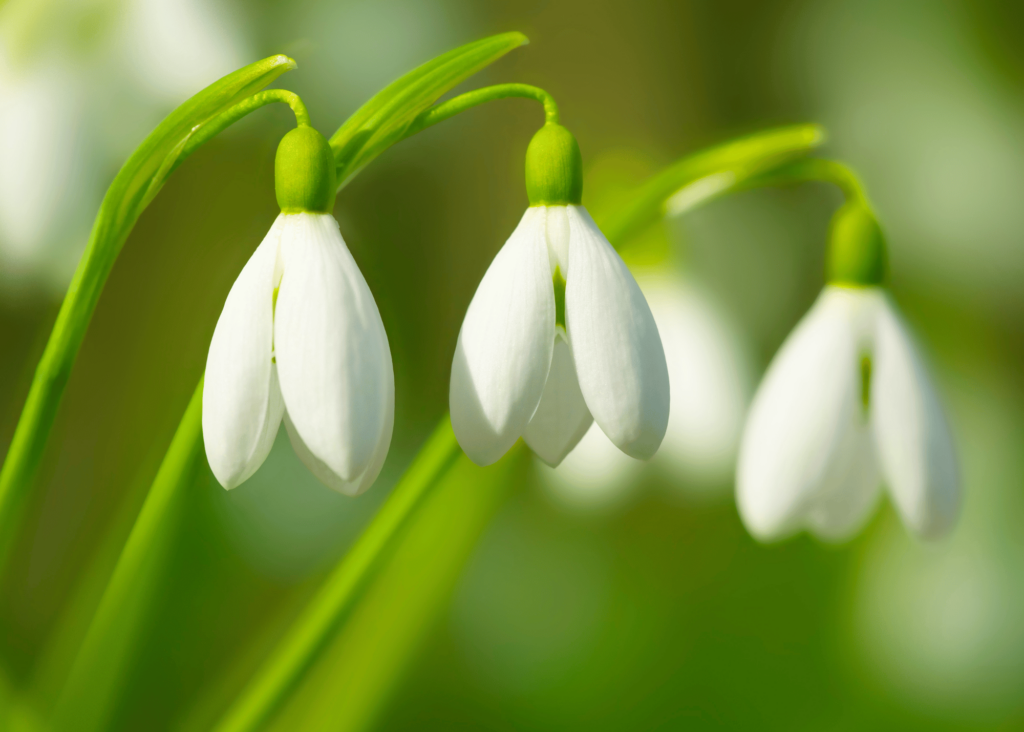 snowdrop blossoms