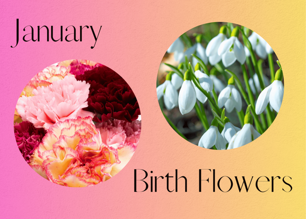 Pictures of carnations and snowdrops with the words January Birth Flowers