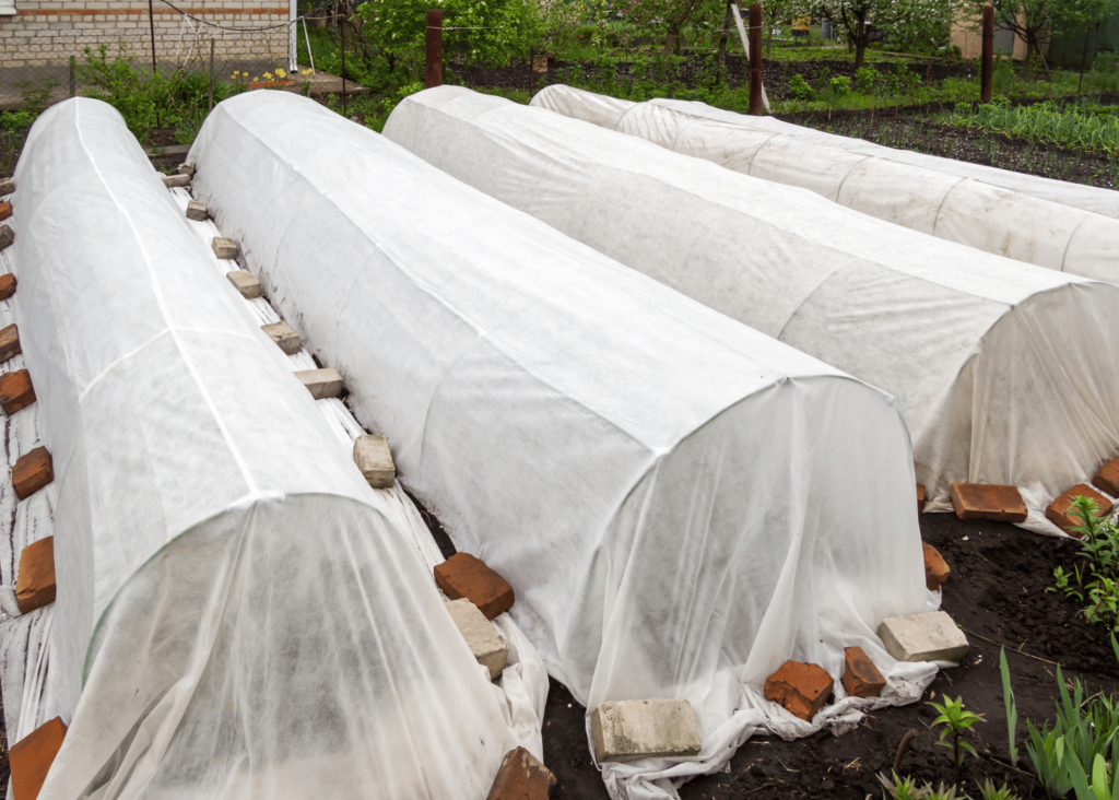 covering plants with frost cloth on hoops.  the cloth is held in place by using bricks and pavers to hold the fabric down