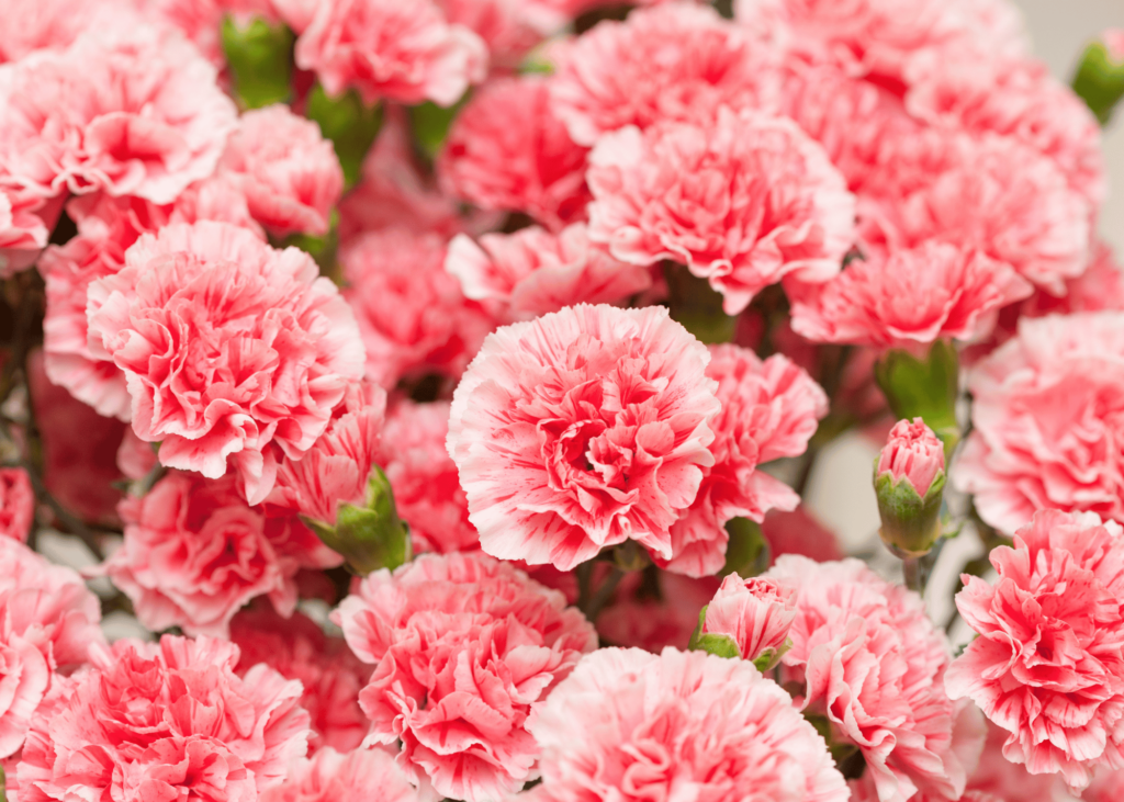 pink carnations