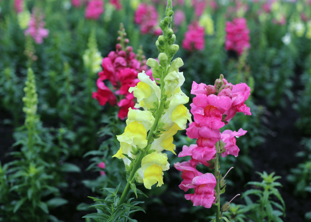 snapdragon plants blooming in the garden