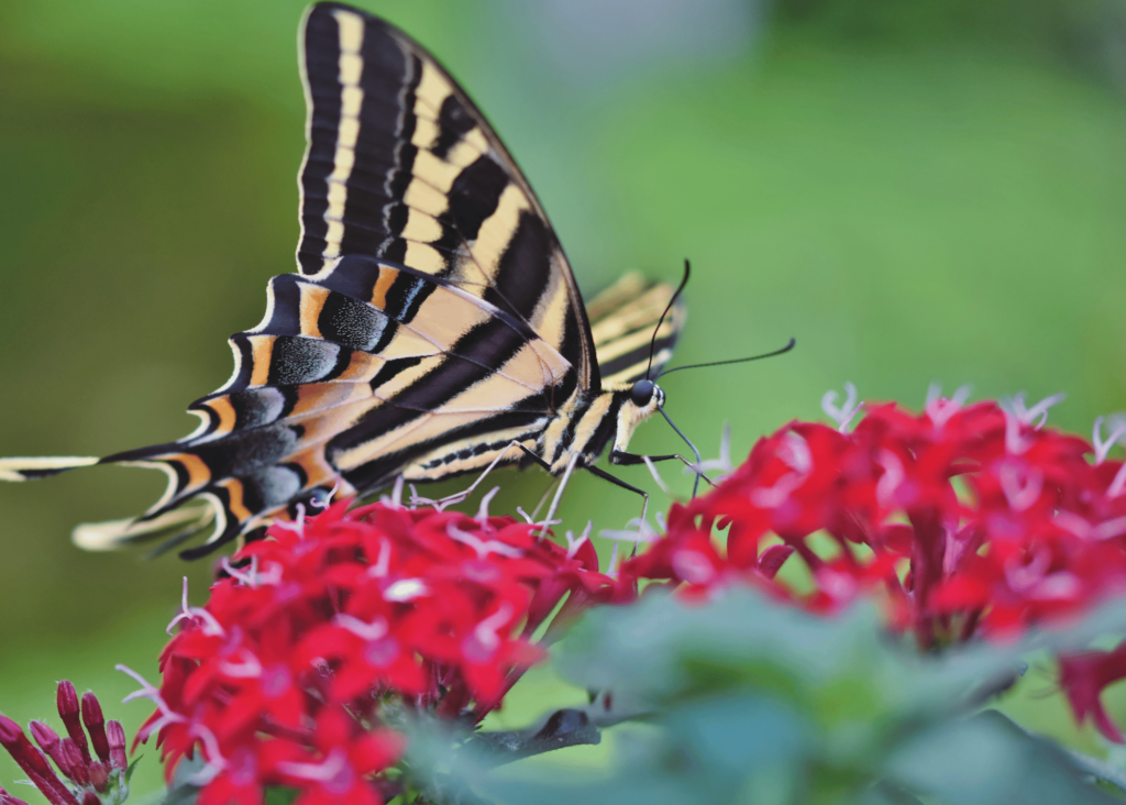 a picture of the perennial plant, pentas.  This is a great pollinator plant as the flowers attract pollinators.  These red yentas have enticed a butterfly to enjoy their nectar.  