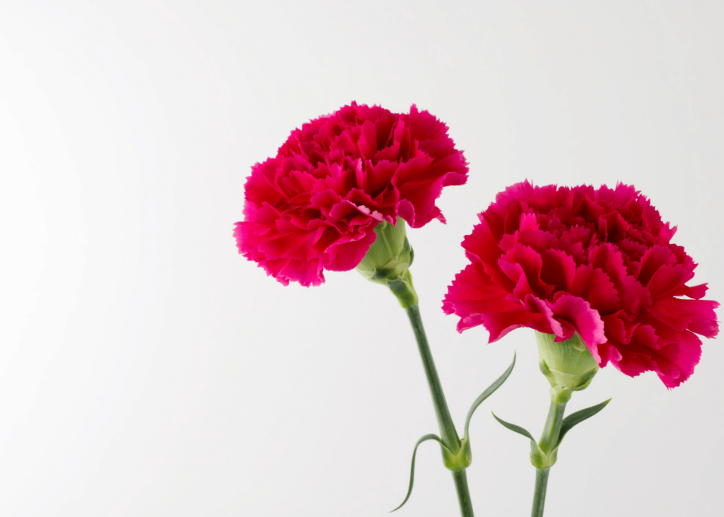 two red carnations