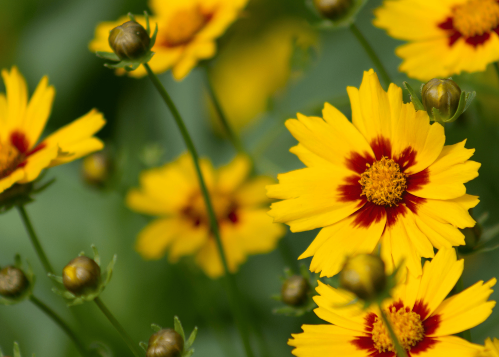 Florida native plants do well in our Florida gardens!  This is a picture of coreopsis, which is the official state flower.  