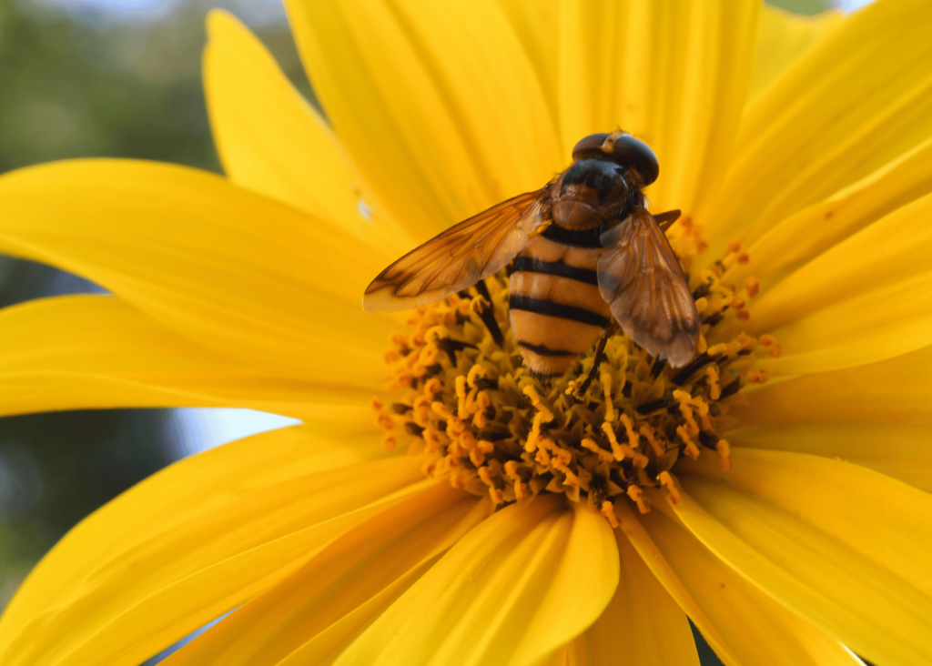 a bee attracted to a yellow flower.  Get your pollinator flowers started now, so when you need bees and butterflies, they will already be there.  