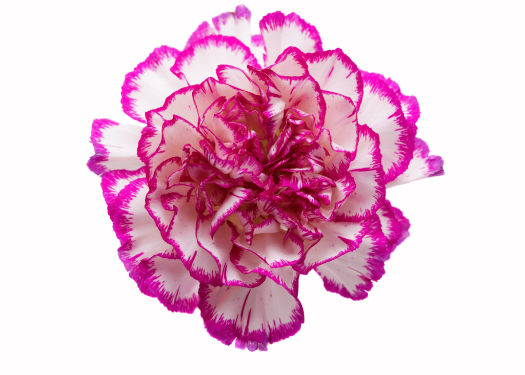 a ruffled white carnation with pink on the edges of each floweret. 