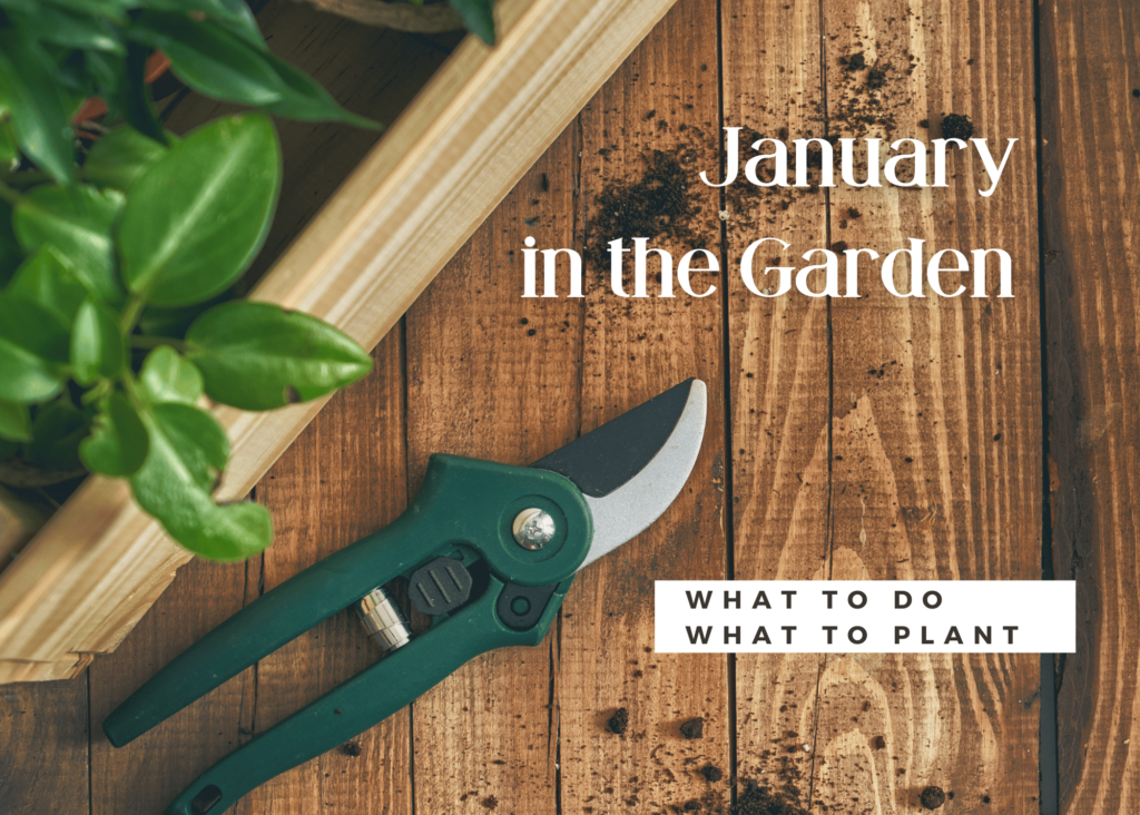 The cover photo for January In the Garden