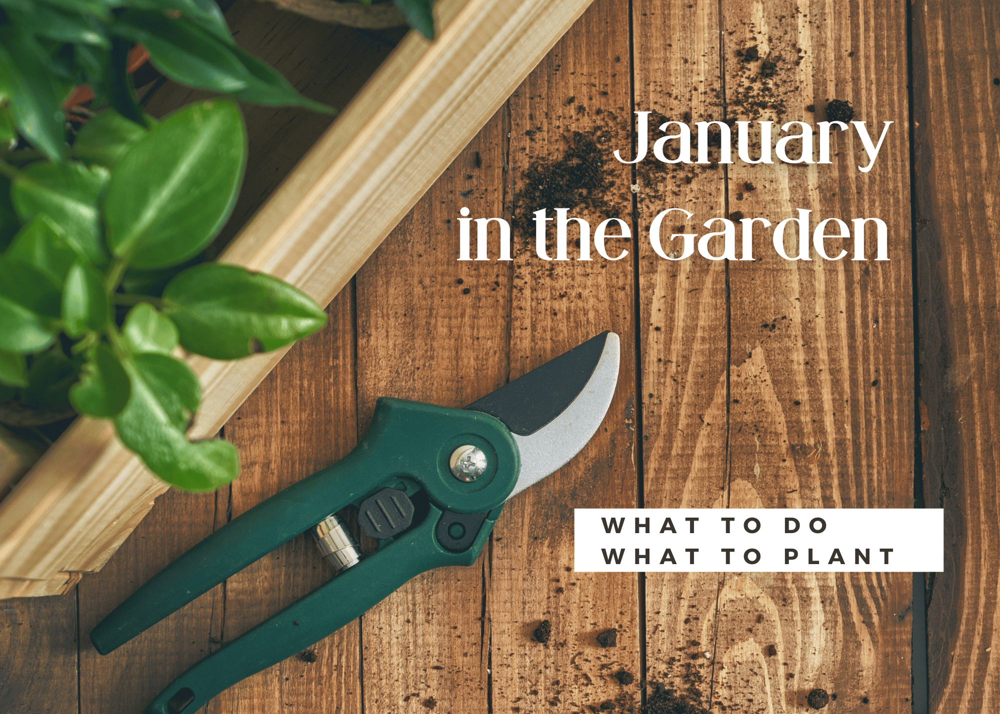 a picture of plants in the dirt with pruning shears....and the words January in the garden, what to do, what to plant...