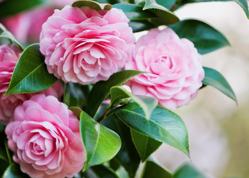 pink camellias....I'm not positive, but I think these may be Pink Perfection.  