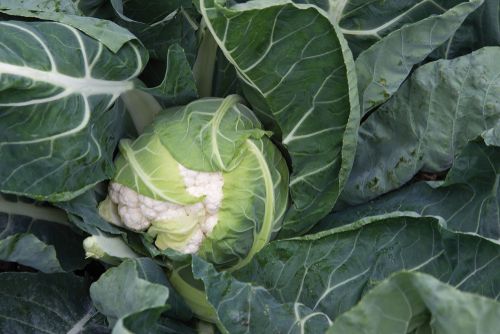 cauliflower growing the garden.  The leaves are wrapped over the head to preserve its whiteness