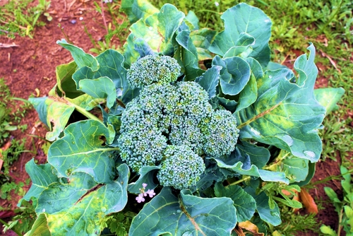 a picture of broccoli growing in the garden...this one is ready to harvest....beautiful florets!