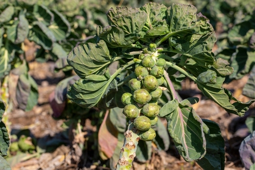 Brussels sprouts growing in the garden.  Remember pick from the bottom up the stalk...