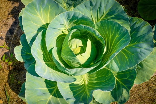 cabbage growing in the garden