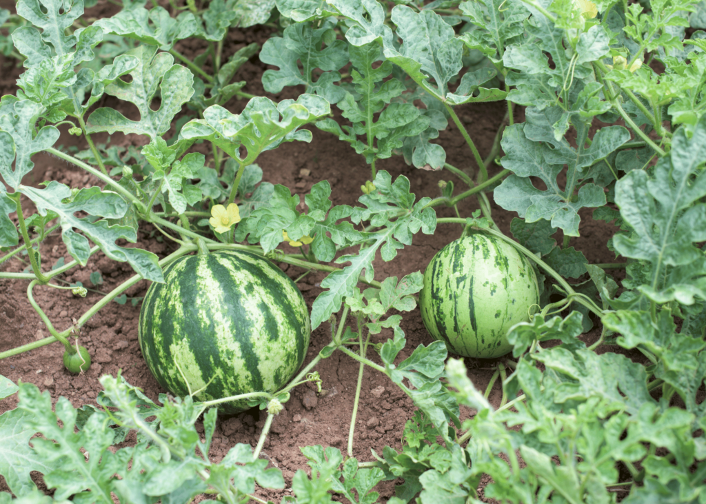 watermelon plants in the garden