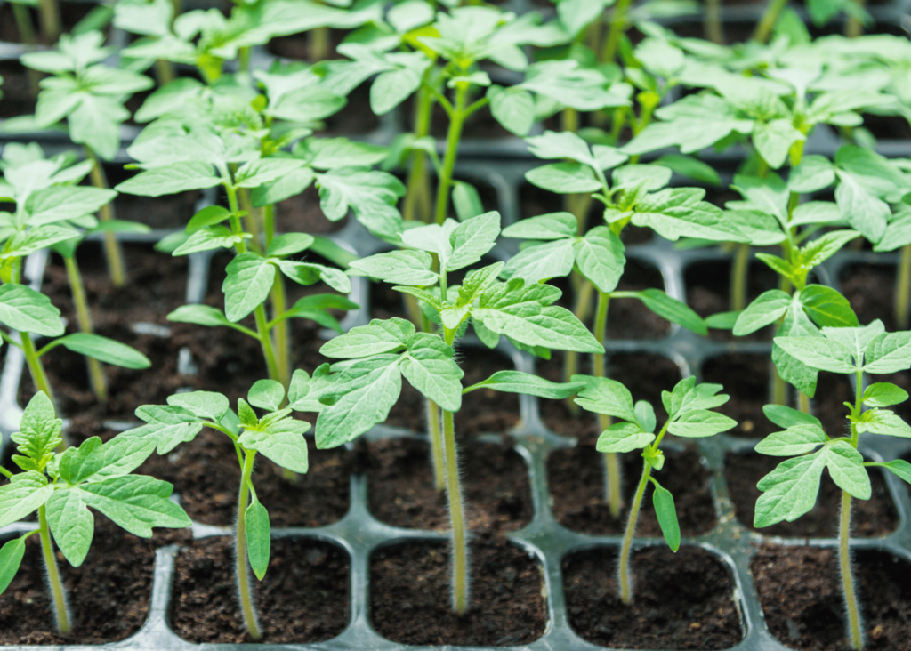 tomato babies