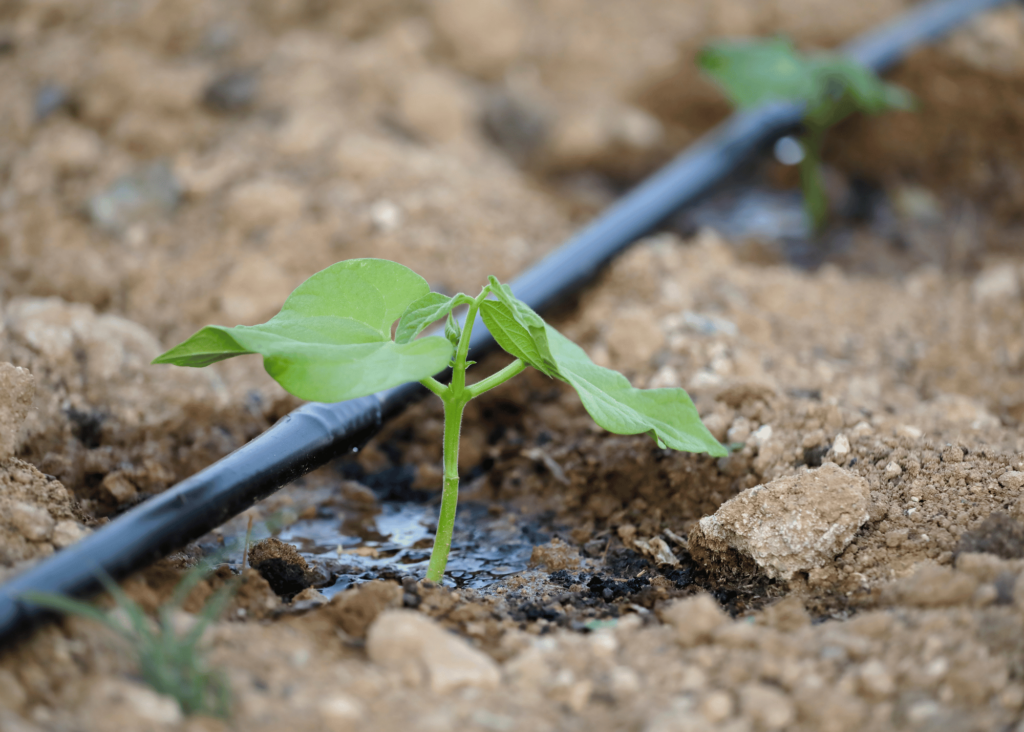 irrigation system in the garden